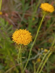 Berkheya carduoides