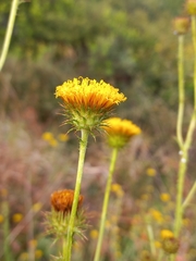 Berkheya carduoides