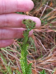 Berkheya carduoides