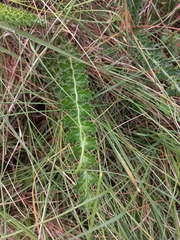 Berkheya carduoides