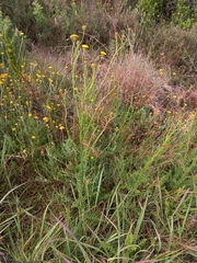 Berkheya carduoides