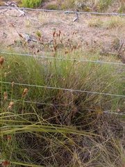 Thamnochortus guthrieae