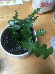 Selenicereus anthonyanus