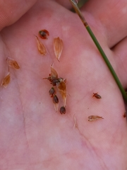 Thamnochortus guthrieae