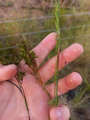 Thamnochortus guthrieae