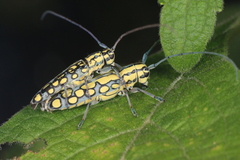 Spilotragus guttatus