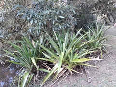 Aechmea rubroaristata