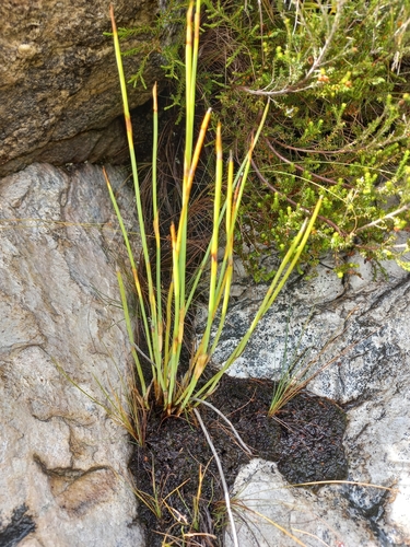 Image of Elegia asperiflora by (c) Brian du Preez, some rights reserved (CC BY-SA)