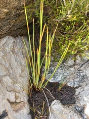 Elegia asperiflora