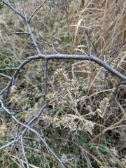 Marrubium peregrinum