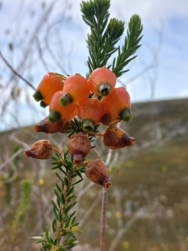 Image of Erica blenna by (c) Brian du Preez, some rights reserved (CC BY-SA)