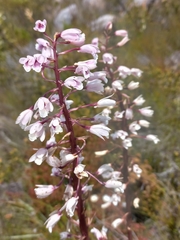 Eulophia barbata