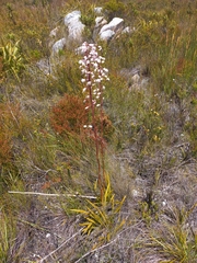 Eulophia barbata