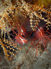 Lysmata rafa