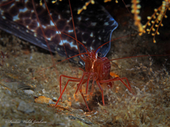 Lysmata rafa