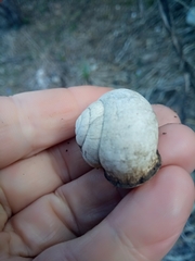 Stylommatophora