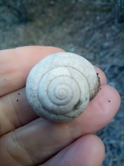 Stylommatophora