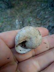 Stylommatophora