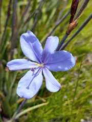 Aristea cuspidata