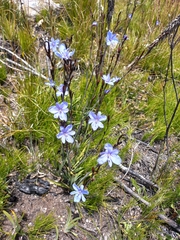 Aristea cuspidata