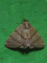 Eulepidotis juncida