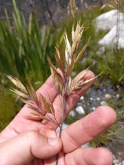 Geochloa decora