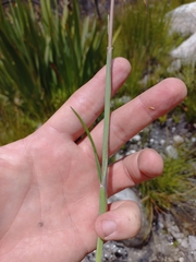 Geochloa decora