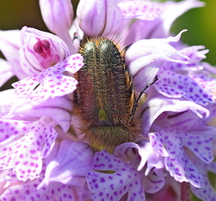 Pygopleurus humeralis