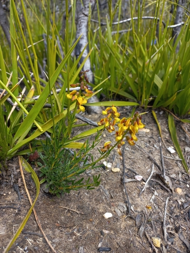 Langeberg Pennypea (Wiborgiella vlokii)