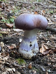 Cortinarius praestans