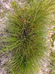 Hypodiscus alboaristatus