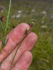 Hypodiscus alboaristatus
