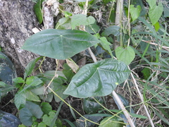 Passiflora sexocellata