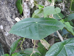 Passiflora sexocellata