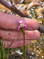 Disperis paludosa