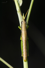 Neorthacris acuticeps