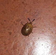 Chelymorpha indigesta