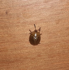 Chelymorpha indigesta