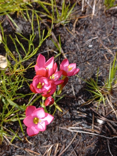 Image of Geissorhiza seracina by (c) Brian du Preez, some rights reserved (CC BY-SA)