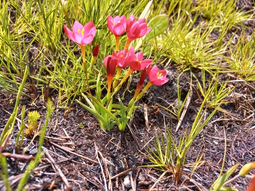 Image of Geissorhiza seracina by (c) Brian du Preez, some rights reserved (CC BY-SA)