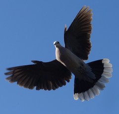 Red-Eyed Dove photo 4