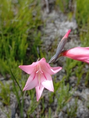 Gladiolus oreocharis