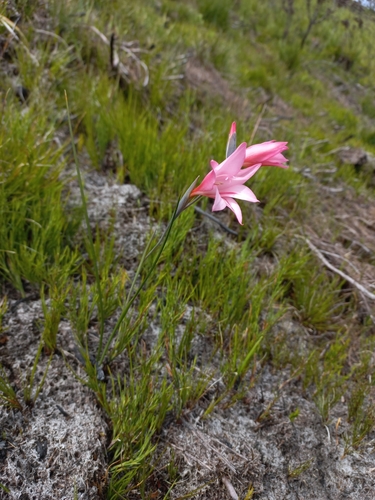 Image of Gladiolus oreocharis by (c) Brian du Preez, some rights reserved (CC BY-SA)