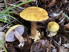 Cortinarius callochrous