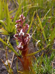 Disa ocellata