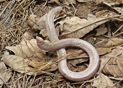 Leposternon microcephalum