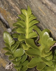 Asplenium obtusatum sphenoides