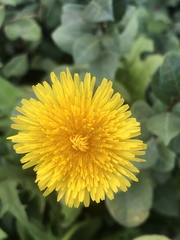 Taraxacum officinale