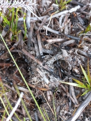 Camponotus empedocles