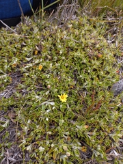 Cullumia aculeata sublanata